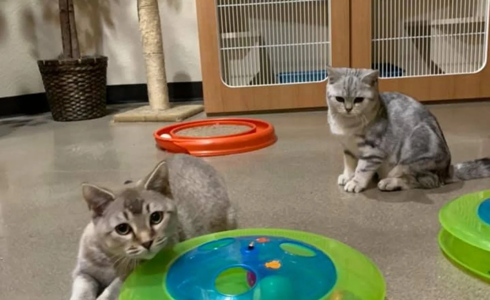 Cats in cat room